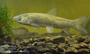 Image result for Ctenopharyngodon idella