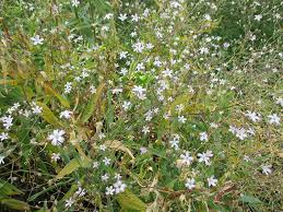 Attēlu rezultāti vaicājumam “Gypsophila fastigiata flower”