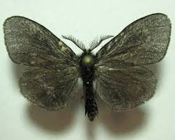 Attēlu rezultāti vaicājumam “Canephora hirsuta larva”