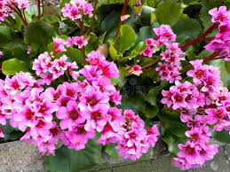 Image result for Bergenie