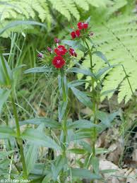 Attēlu rezultāti vaicājumam “Dianthus barbatus flower”