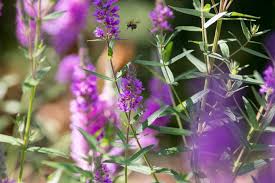 Attēlu rezultāti vaicājumam “Lythrum salicaria leaf”