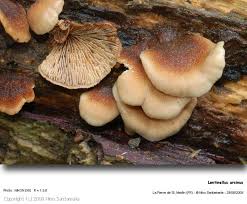 Attēlu rezultāti vaicājumam “Lentinellus ursinus”