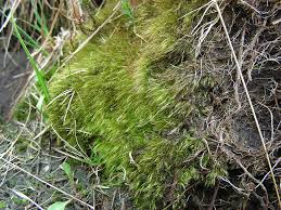 Attēlu rezultāti vaicājumam “Dicranodontium denudatum”