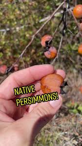 Attēlu rezultāti vaicājumam “Parnassia palustris fruit”