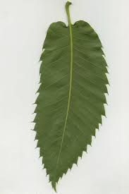 Attēlu rezultāti vaicājumam “Castanea sativa”