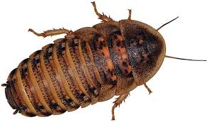 Attēlu rezultāti vaicājumam “Badhamia dubia macro”