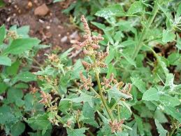 Attēlu rezultāti vaicājumam “Atriplex patula”