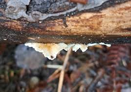 Attēlu rezultāti vaicājumam “Antrodiella faginea”