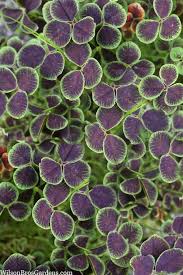 Attēlu rezultāti vaicājumam “Trifolium repens leaf”