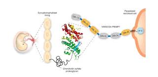 Attēlu rezultāti vaicājumam “Lignydium muscorum plasmodium”