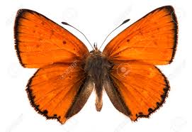 Attēlu rezultāti vaicājumam “Lycaena dispar”