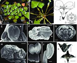 Attēlu rezultāti vaicājumam “Trapa natans”