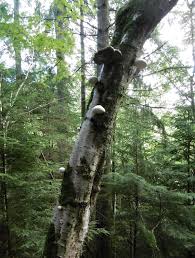 Attēlu rezultāti vaicājumam “Piptoporus betulinus”