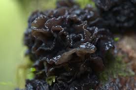 Attēlu rezultāti vaicājumam “Tremella foliacea”