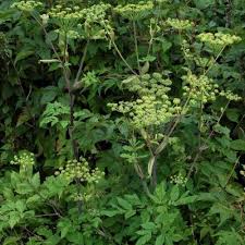 Attēlu rezultāti vaicājumam “Angelica palustris”