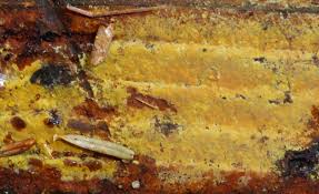 Attēlu rezultāti vaicājumam “Crustoderma dryinum”