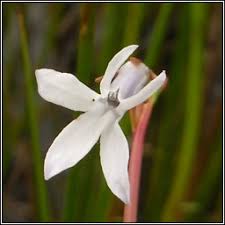 Attēlu rezultāti vaicājumam “Lobelia dortmanna flower”