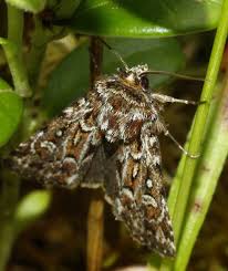 Attēlu rezultāti vaicājumam “Lycophotia porphyrea”