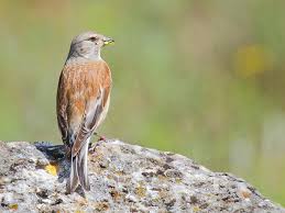Attēlu rezultāti vaicājumam “Carduelis cannabina male”