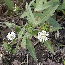 「タカスギ・サブロウタ」の画像検索結果