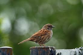 Attēlu rezultāti vaicājumam “Prunella modularis”