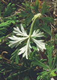 Attēlu rezultāti vaicājumam “Potentilla argentea bud”