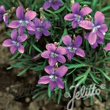 Attēlu rezultāti vaicājumam “Viola epipsila flower”