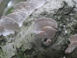 Attēlu rezultāti vaicājumam “Skeletocutis nivea”