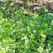 Attēlu rezultāti vaicājumam “Medicago lupulina”