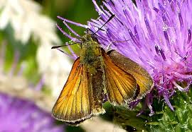 Attēlu rezultāti vaicājumam “Thymelicus sylvestris male”