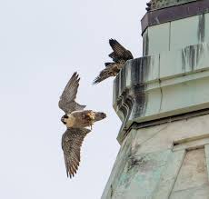 Image result for Ukc Falcons