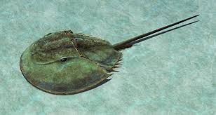 Attēlu rezultāti vaicājumam “Licea chelonoides sessile”