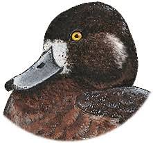 Image result for Aythya marila