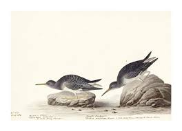 Attēlu rezultāti vaicājumam “Calidris maritima adult”