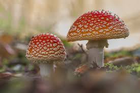 Image result for vliegenzwam