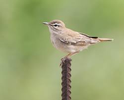 Image result for Cercotrichas galactotes