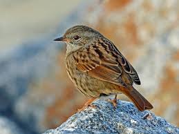 Attēlu rezultāti vaicājumam “Prunella modularis adult”