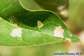 Attēlu rezultāti vaicājumam “Bucculatricidae”