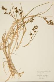 Attēlu rezultāti vaicājumam “Scheuchzeriaceae”