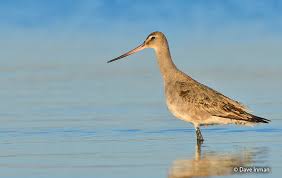 Image result for Limosa haemastica