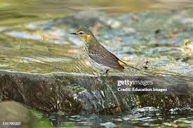 Image result for Dendroica tigrina