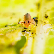 Attēlu rezultāti vaicājumam “Symphypleona”