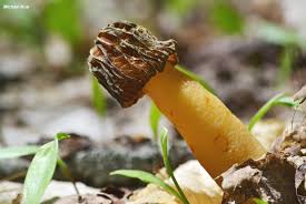 Attēlu rezultāti vaicājumam “Verpa bohemica”