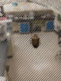 Attēlu rezultāti vaicājumam “Badhamia affinis var. microspora macro”