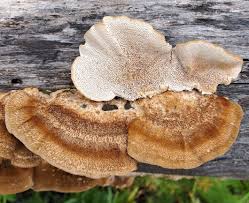 Attēlu rezultāti vaicājumam “Inonotus rheades”