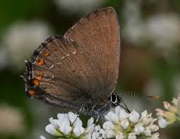 Attēlu rezultāti vaicājumam “Satyrium ilicis underside”