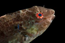 Image result for Calotomus carolinus