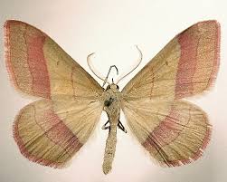 Attēlu rezultāti vaicājumam “Rhodostrophia vibicaria”