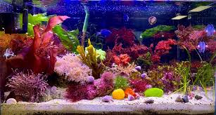 Attēlu rezultāti vaicājumam “Lycogala asperum macro”